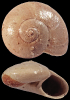 Solariorbis sp.