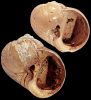 Tanea beyrichi (Koenen, 1882)