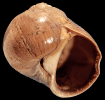 Tectonatica miopusilla (Kautsky, 1925)