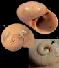 Tomura sp.