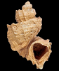 Trigonostoma ariejansseni Roosen, 2022