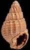 Tritia bocholtensis (Beyrich, 1854)