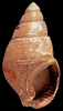 Tritia facki (Koenen, 1872)
