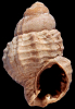 Tritia sp. 