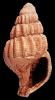 Tritia spectabilis (Nyst, 1845)