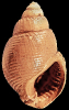 Tritia substraminea (Grateloup, 1834)