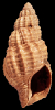 Tritia tenuistriata (Beyrich, 1854)