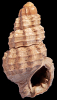 Tritia twistringensis (A.W. Janssen, 1972)