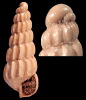 Turbonilla koeneniana Sacco, 1892