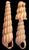 Turbonilla sp. 1