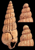 Turbonilla sp. 2