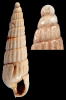 Turbonilla undulata Koenen, 1882