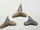 Carcharhinus brachyurus