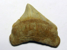 Otodus (Carcharocles) megalodon