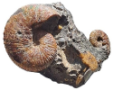 Hoploscaphites nicoletti