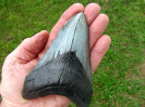 Otodus (Carcharocles) megalodon