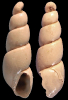 Ebala sp.