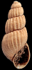 Pyrgulina belgica (Glibert, 1958)