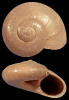 Solariorbis sp.