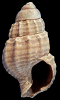 Tritia andersoni (Nordsieck, 1972)