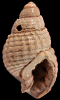 Tritia bocholtensis (Beyrich, 1856)