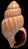 Tritia cancellarioides (Nordsieck, 1972)