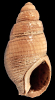 Tritia facki (Koenen, 1872)