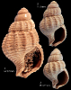 Tritia latestriata (Kautsky, 1925)