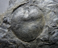 Cardiocarpus