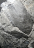 Cordaiten