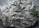 Dicksonites pluckenetii