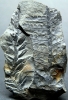 Odontopteris schlotheimii