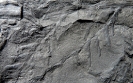Lobatopteris geinitzii