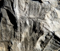 Nemejcopteris feminaeformis