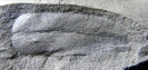 Neurocallipteris planchardii