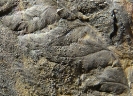 Oligocarpia leptophylla