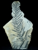 Pecopteris plumosa