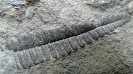 Scolecopteris hemitelioides