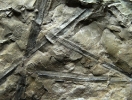 Subsigillaria brardii-Beblätterung