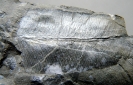 Taeniopteris jejunata