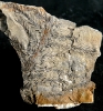 Walchia piniformis