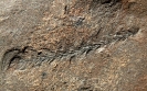 Walchia piniformis