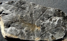 Dicksonites pluckenetii