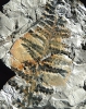 Dicksonites pluckenetii