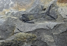 Gomphostrobus bifidus