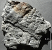 Neurocallipteris neuropteroides 