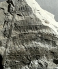 Callipteridium gigas