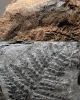 Odontopteris schlotheimii