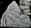 Oligocarpia leptophylla