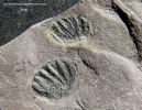 Pterispermostrobus 